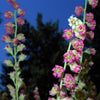 25 FRINGECUP Tellima Grandiflora Odorata Bigflower Fringe Cup Pink Flower Seeds