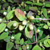 100 AZTEC SWEET HERB aka Honeyherb, Lippia, Mayan Mint, Dulce Buttons. Lippia Dulcis Phyla White Flower Seeds