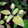 100 AZTEC SWEET HERB aka Honeyherb, Lippia, Mayan Mint, Dulce Buttons. Lippia Dulcis Phyla White Flower Seeds