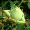 5 GREEN ROSE Rosa Bush Shrub Perennial Flower Seeds