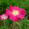 15 PRAIRIE ROSE Bright Pink Arkansas Rosa Arkansana Flower Seeds