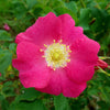 15 PRAIRIE ROSE Bright Pink Arkansas Rosa Arkansana Flower Seeds