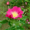 15 PRAIRIE ROSE Bright Pink Arkansas Rosa Arkansana Flower Seeds