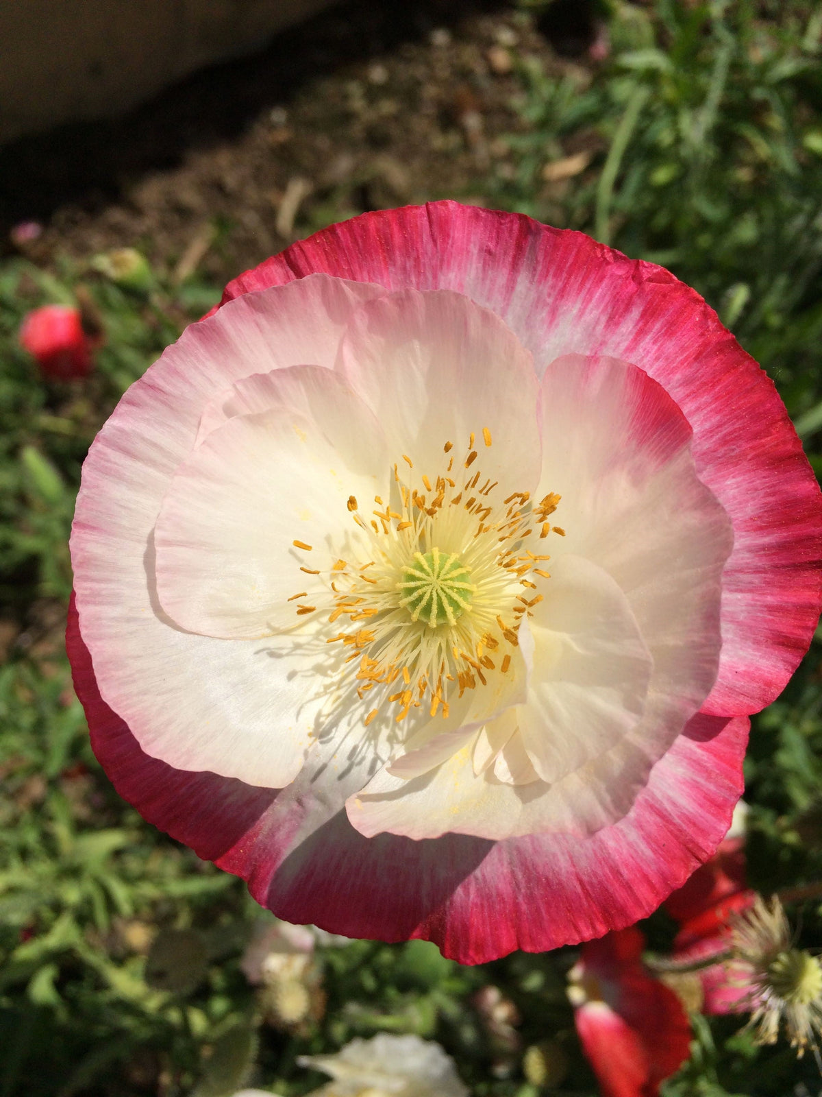 Pink & White Poppy Papaver Somniferum Flower Seeds – photo 12