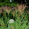10 ZEBRA GRASS Variegated Maiden Grass Miscanthus Sinensis Zebrinus aka Chinese or Japanese Silver Grass / Plume Grass / Eulalia Seeds