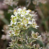 100 WHITE CAMAS Anticlea Elegans Zigadenus Camass Alkali Native Flower Seeds