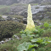 5 NOBLE RHUBARB Rheum Nobile Ornamental Sikkim Himalayan Glasshouse Plant Seeds