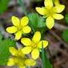 100 YELLOW AVENS Geum Aleppicum Moist Wetland Flower Seeds