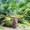 10 WAGNER WINDMILL PALM Dwarf Chusa Trachycarpus Fortunei Wagnerianus Tree Houseplant Seeds