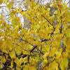 5 MANCHURIAN APRICOT Fruit Tree Flowering Prunus Mandshurica Seeds