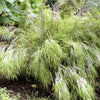10 MEXICAN WEEPING BAMBOO Otatea Acuminata Rare Seeds