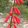 150 Eatons RED FIRECRACKER PENSTEMON Eatonii Native Hummingbird Flower Seeds