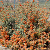 20 Apricot DESERT GLOBEMALLOW Mallow Sphaeralcea Ambigua Flower Seeds