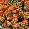 20 Apricot DESERT GLOBEMALLOW Mallow Sphaeralcea Ambigua Flower Seeds