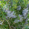 50 BLUE ELDERBERRY Sambucus Cerulea Arizona Blue Elder Tree Shrub Fruit Berry Seeds