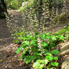 1200 Prairie Alumroot CORAL BELLS / HEUCHERA Richardsonii Shade Flower Seeds