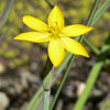10 YELLOW EYED GRASS Ornamental Sisyrinchium Californicum Flower Seeds