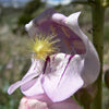 300 PALMERS PENSTEMON (Beardtongue / Balloon Flower) Penstemon Palmeri Flower Seeds