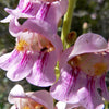 300 PALMERS PENSTEMON (Beardtongue / Balloon Flower) Penstemon Palmeri Flower Seeds
