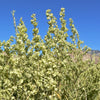 100 FOURWING SALTBRUSH Atriplex Canescens Gray Sage Brush Chamiso Desert Shrub Seeds