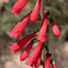 150 Eatons RED FIRECRACKER PENSTEMON Eatonii Native Hummingbird Flower Seeds