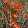 20 Apricot DESERT GLOBEMALLOW Mallow Sphaeralcea Ambigua Flower Seeds