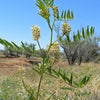 50 AMERICAN LICORICE Glycyrrhiza Lepidota aka Wild Licorice Native Herb White Flower Seeds