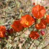 20 Apricot DESERT GLOBEMALLOW Mallow Sphaeralcea Ambigua Flower Seeds