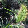 100 WALTER'S BARNYARD GRASS Wetland Ornamental Echinochloa Walteri Seeds