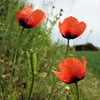 50 Scarlet PRICKLYHEAD POPPY Papaver Argemone Roemeria Long Prickly Poppy Red Black Blue Flower Seeds