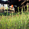 50 Scarlet PRICKLYHEAD POPPY Papaver Argemone Roemeria Long Prickly Poppy Red Black Blue Flower Seeds