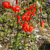 10 CORAL LILY Siberian Turk's Cap Lilium Pumilum Coral Red Fragrant Flower Seeds