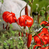 10 CORAL LILY Siberian Turk's Cap Lilium Pumilum Coral Red Fragrant Flower Seeds