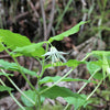 10 HOOKERS FAIRYBELLS Drops of Gold Prosartes Disporum Hookeri Native Flower Seeds