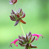 10 Organic California HUMMINGBIRD SAGE Salvia Spathacea Magenta Red Flower Herb Seeds