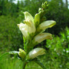 50 WHITE TURTLEHEAD Chelone Glabra Flower Seeds
