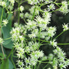 50 PURPLE MEADOW RUE Thalictrum Dasycarpum White & Yellow Flower Herb Seeds