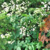 50 PURPLE MEADOW RUE Thalictrum Dasycarpum White & Yellow Flower Herb Seeds