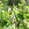 50 PURPLE MEADOW RUE Thalictrum Dasycarpum White & Yellow Flower Herb Seeds
