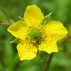 100 YELLOW AVENS Geum Aleppicum Moist Wetland Flower Seeds