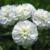 150 PEARL YARROW White Double Achillea Ptarmica Herb Flower Seeds