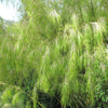 10 MEXICAN WEEPING BAMBOO Otatea Acuminata Rare Seeds