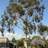 50 LEMON SCENTED EUCALYPTUS Citriodora Tree aka Lemon Bush & Spotted Gum - Colorful Bark White Flower Tree Seeds