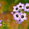 1000 BIRDS EYES Gilia Tricolor Lavender White Native Fragrant Hummingbird Flower Seeds