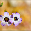 1000 BIRDS EYES Gilia Tricolor Lavender White Native Fragrant Hummingbird Flower Seeds