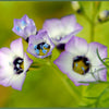 1000 BIRDS EYES Gilia Tricolor Lavender White Native Fragrant Hummingbird Flower Seeds