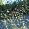 500 INDIAN RICEGRASS Nezpar Oryzopsis Hymenoides Stipa Sand Rice Grass Millet Grain Seeds