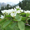 20 SASKATOON SERVICEBERRY aka Western, Pacific, Juneberry, Shadbush Amelanchier Alnifolia Native Edible Purple Berry Fruit White Flower Shrub Seeds