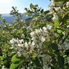 20 SASKATOON SERVICEBERRY aka Western, Pacific, Juneberry, Shadbush Amelanchier Alnifolia Native Edible Purple Berry Fruit White Flower Shrub Seeds