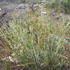 500 INDIAN RICEGRASS Nezpar Oryzopsis Hymenoides Stipa Sand Rice Grass Millet Grain Seeds